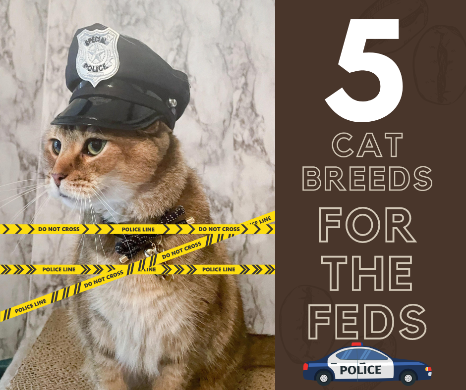 5 Cat Breeds Fit Working For The FEDS