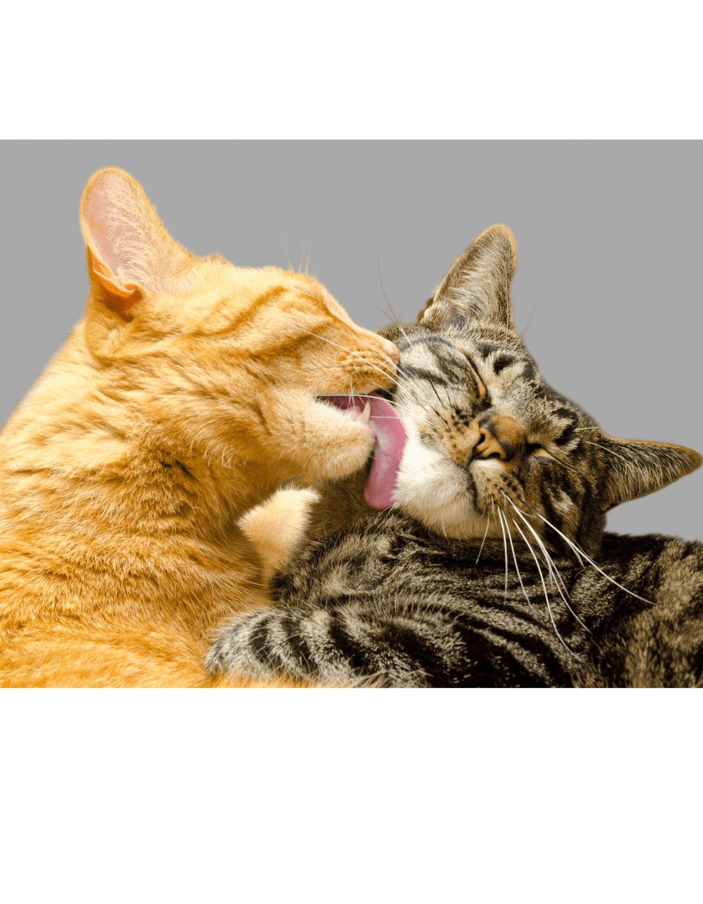 Paws for Harmony: How to Introduce Cats to Each Other Successfully?